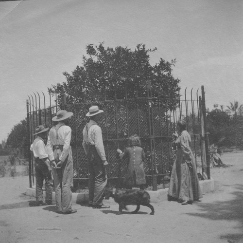 Parent Washington Navel Orange Tree, located on Magnolia at Arlington Avenue, Riverside, ca. 1902