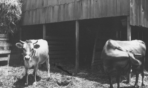 William Hillebrecht Ranch with cows in corral, Orange, California, 1908