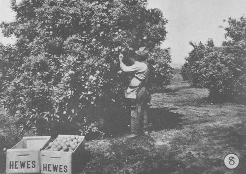 Hewes Packing House Orange Picker