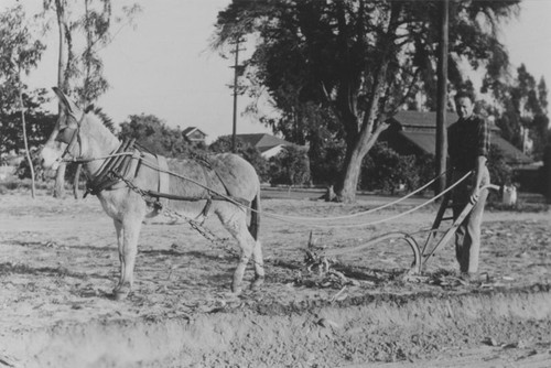 Laurence Pitcher plowing field [now Pitcher Park] with donkey, ca. 1930