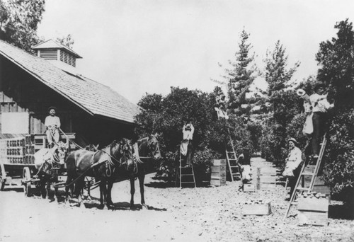 Orange picking, Orange, California