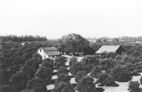 Orange grove, Orange, California, 1958