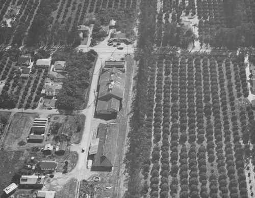 McPherson Heights Citrus Association packing house, Orange, California, 1944