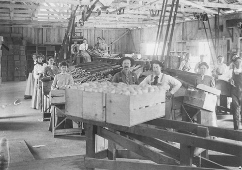 McPherson area packing house interior, ca. 1905