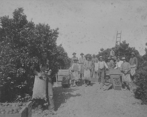 Hunter Orchard with orange pickers, Anaheim, California, 1903