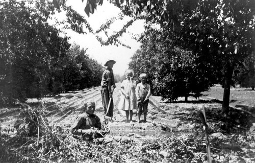 Harms family working in orchard, Orange, California