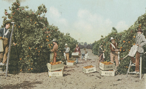 Workers picking oranges in grove, Orange, California, 1911