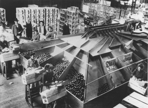 Packing house interior, Orange, California, ca. 1900