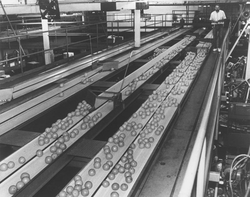 Villa Park Orchards Association interior with oranges on conveyor belt, 1996