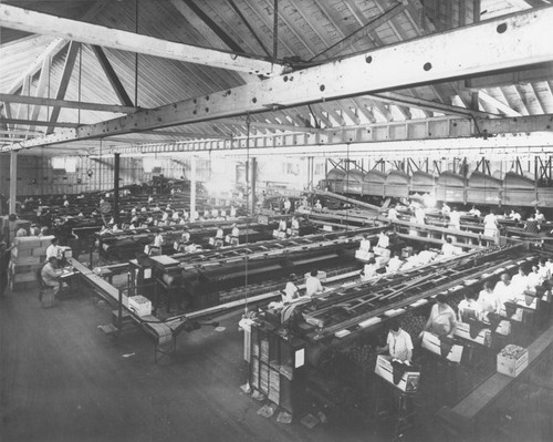 Santiago Orange Growers Association packing house interior, ca. 1928