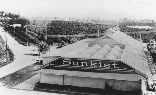 Villa Park Orchards Association packing house, Villa Park, California, ca. 1920