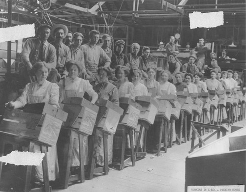 Santiago Orange Growers Association packing house in Orange, California, ca. 1906