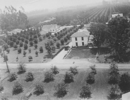 Guy Field Lemon Orchard in McPherson, Orange, California, 1917