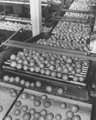 Villa Park Orchards Association interior with conveyor belt transporting washed oranges, 1966