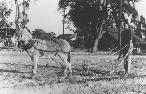 Laurence Pitcher plowing field [now Pitcher Park] with donkey, ca. 1930