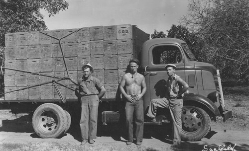 Consolidated Orange Growers Association truck in field, Orange, California