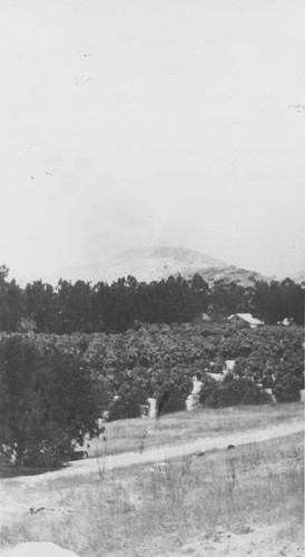 Snowfall looking over the orange groves to the hills