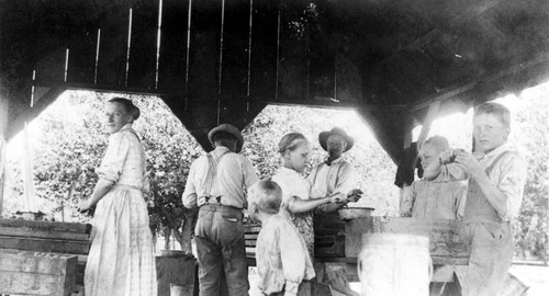 Group working with apricots, Orange, California