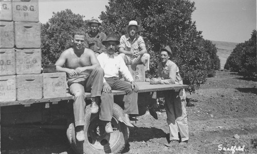 Consolidated Orange Growers truck and workers in orchard, Orange, California