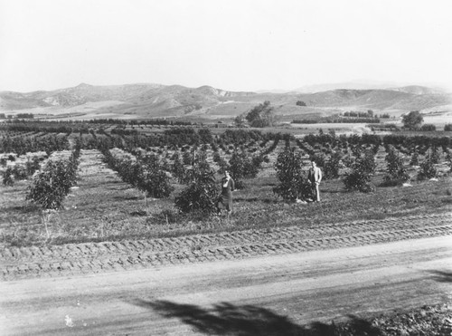 Orange Park Acres, Orange, California