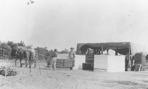 Hillebrecht Ranch, apricot pitting and drying shed, Orange, California, 1908