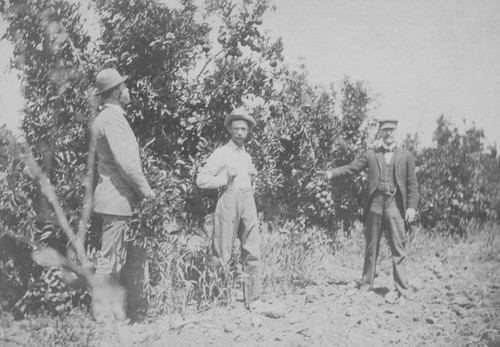 Hardy Ranch orange grove, Orange, California, 1893