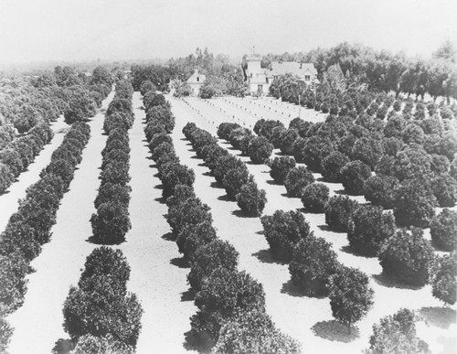 Burnham Citrus Ranch, Orange, California, ca. 1915