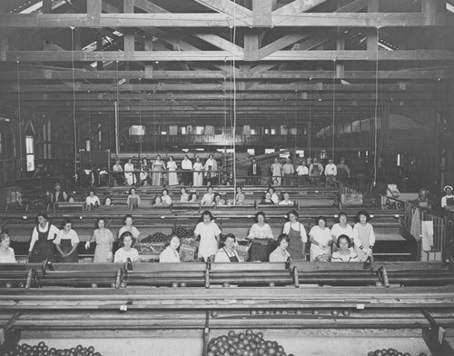 McPherson Heights Citrus Association Packing House interior, 1924