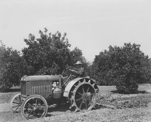 McCormick-Deering tractor plowing in an orange grove in Orange, California, ca. 1930