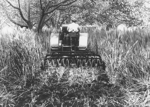 Tractor pulling cultivator through wheat field, Orange, California, ca. 1928