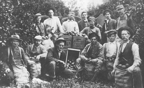 Harper Fruit Company orange pickers, Orange, California, ca. 1910