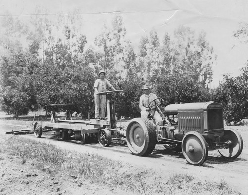 McCormick-Deering tractor and trailer in an avocado grove, Orange, California, ca. 1930