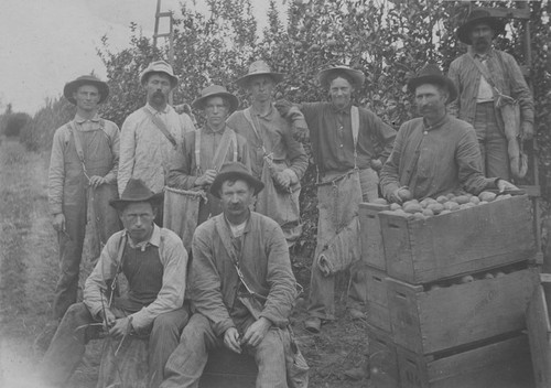 Lemon pickers in lemon grove, Orange, California, 1903