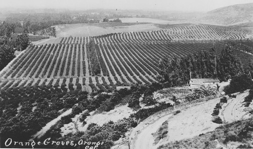 Orange Groves, Orange, California