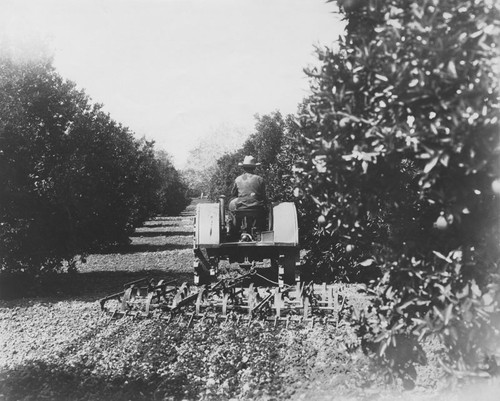 Farquhar Plantation being plowed, Orange, California