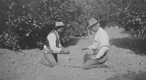 Pierce Ranch workers playing game on break, Orange, California, ca. 1915