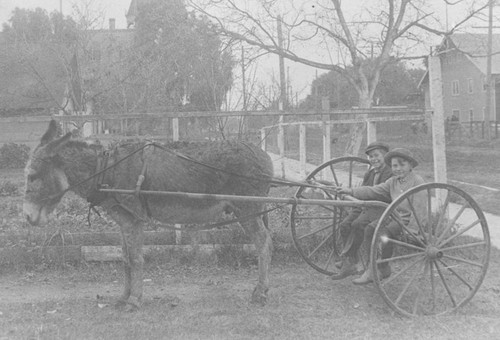 Johnny Law and Arthur Dittmer posed in two-wheeled cart with donkey in front of the Dittmer residence in Orange, California, 1914