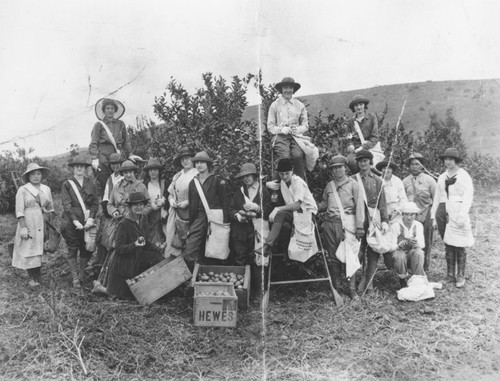 Hewes Ranch orchard with women pickers, 1920