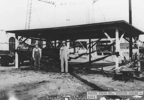 Roots from North Tustin Avenue sewer, hanging in shed, Orange, California, 1941