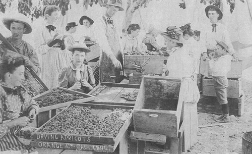 Drying Apricots in Orange County, California, 1891