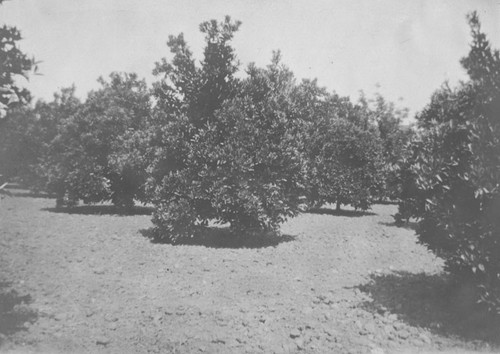 Orange grove, Orange, California