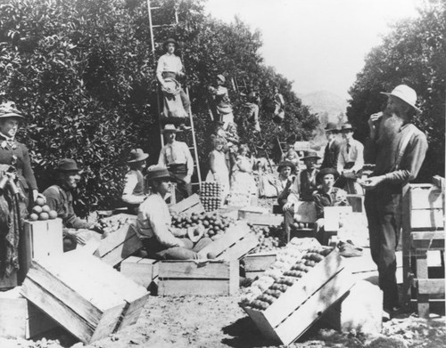 Packing oranges in orchard, Orange, California, ca. 1900