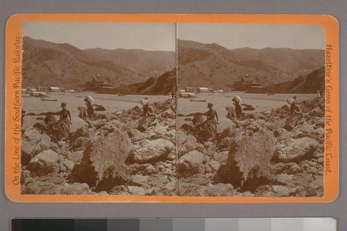 (Catalina Island, Cal; on verso.) Photographer's series: Hazeltine's Gems of the Pacific Coast