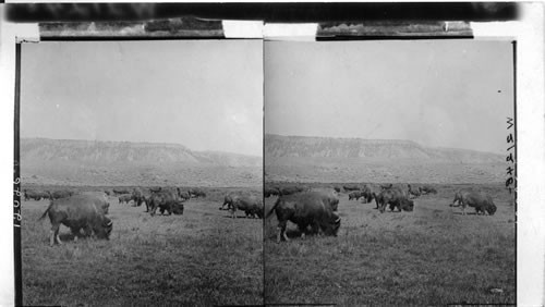 Earliest inhabitants of the prairies - A herd of buffaloes. Yellowstone National Park. Wyoming
