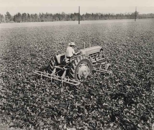 Working in the fields near Oxnard