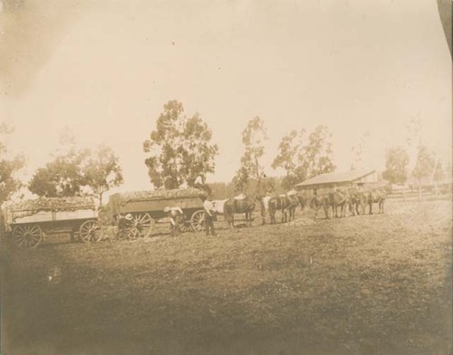 Wagons loaded with beets