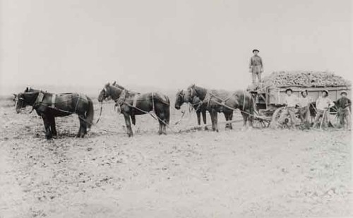 Wagon of sugar beets, Naumann Ranch