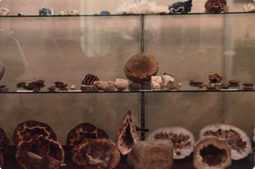 Shells in display case