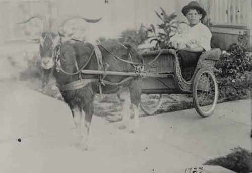 Cart pulled by goat