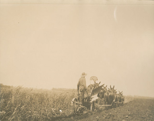 Plowing the fields